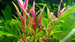 aquarium-von-reiner-dr--med--jesse-becken-34265_Großes Papageienblatt (Alternanthera reineckii Rot (12.02.2