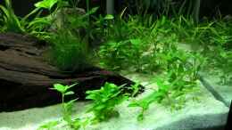 aquarium-von-aqua-josh-mystic-river_Staurogyne repens