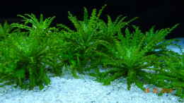 aquarium-von-aqua-josh-mystic-river_Pogostemon helferi