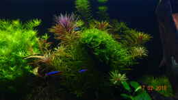 aquarium-von-aqua-josh-mystic-river_Links: Grüne Rotala, Mitte: Limnophila Aromatica u. Javamoo