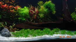 aquarium-von-aqua-josh-mystic-river_Pogostemon helferi