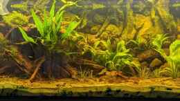 aquarium-von-jan-s--golden-river_