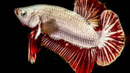 Foto mit Betta splendens RED DRAGON