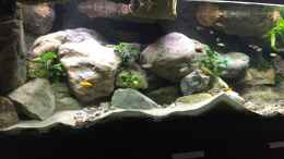 aquarium-von-crenii-becken-34391_RockZolid Steine