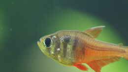 aquarium-von---seeks-attention_Hyphessobrycon flammeus