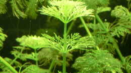 aquarium-von---seeks-attention_Limnophila im Detail