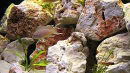 aquarium-von-michael-leist-becken-3461_Neolamprologus Brichardi 