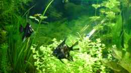 aquarium-von-joachim-stoner-becken-3466_