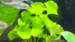 aquarium-von-stephy-juwel-rio-240_Amerikanischer Wassernabel, Hydrocotyle verticilliata