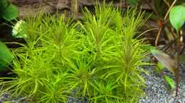 aquarium-von-stephy-juwel-rio-240_Indische Sternpflanze (Pogostemon erectus)