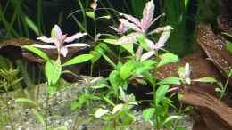 aquarium-von-stephy-juwel-rio-240_Indischer Wasserfreund, Hygrophila polysperma