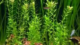 aquarium-von-stephy-juwel-rio-240_Rundblättrige Rotala, Rotala rotundifolia