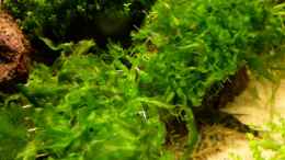 aquarium-von-marc-joist-becken-3480_Süßwassertang (Pellia)