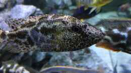 aquarium-von-purki-malawi-purkersdorf_Nimbochromis polystigma