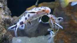 aquarium-von-marita-k--das-beste-programm_Synodontis lucipinni