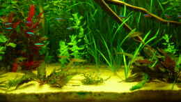 aquarium-von-burgherr-becken-3526_