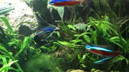 aquarium-von-der-nicky-steepcliffaufgeloest_rote und blaue Neons