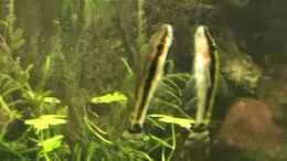 aquarium-von-der-nicky-steepcliffaufgeloest_otocinclus cf. afinis