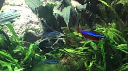 aquarium-von-der-nicky-steepcliffaufgeloest_rote und blaue Neons