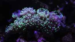 aquarium-von-thomas-s-h-meerwasser-aufgeloest_Euphyllia