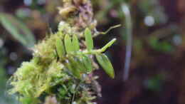 aquarium-von-junglist-flussufer-des-riacho-dos-macacos_Epidendrum porax