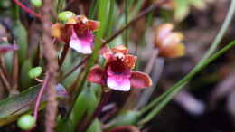 aquarium-von-junglist-flussufer-des-riacho-dos-macacos_Blüte von Maxillaria sanguinea