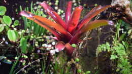 aquarium-von-junglist-flussufer-des-riacho-dos-macacos_Neoregelia Fireball