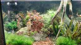 aquarium-von-tripledad-amazonas-in-haan_Ansicht links