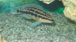 aquarium-von-anja-hermes-becken-3567_Julidochromis Ornatus Kapampa