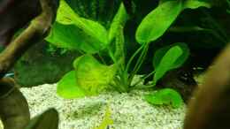 aquarium-von-tigerlotus-klein-amazonien_Echinodorus Ozelot