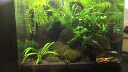 aquarium-von-gg-green-kitchen-dream_