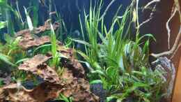 aquarium-von-helene-becken-35946_Vallisneria 