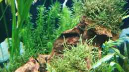 aquarium-von-helene-becken-35946_Wasserpest