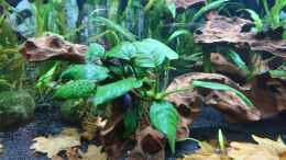 aquarium-von-helene-becken-35946_Anubis