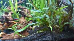 aquarium-von-helene-becken-35946_Echinodorus 