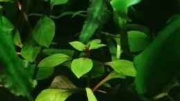 aquarium-von-helene-becken-35946_Ludwigia Super Red