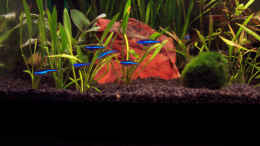 aquarium-von-kirsten-bishay-becken-3599_Die blauen Neons