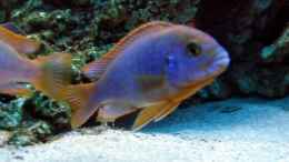 aquarium-von-dennis-v12-becken-3607_labidochromis hongi Mänchen 