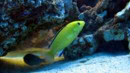 aquarium-von-dennis-v12-becken-3607_Gelber Labidochromis / Yellow