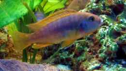 aquarium-von-dennis-v12-becken-3607_labidochromis hongi Weibchen 