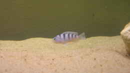 aquarium-von-am1482-becken-3608_Pseudotropheus lombardoi mit ca. 2 cm