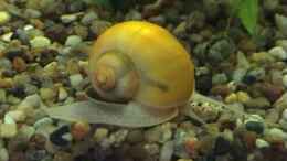 aquarium-von-marco-schumacher-becken-3615_Apfelschnecke 