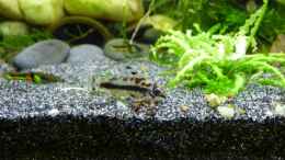 aquarium-von-stephy-eheim-aquapro-126_Schachbrett-Zwergpanzerwels (Corydoras Habrosus) mit Endlerg