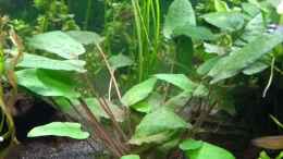 aquarium-von-stephy-eheim-aquapro-126_Cryptocoryne wedtii Braun - Brauner Wasserkelch