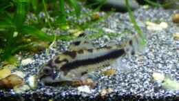 aquarium-von-stephy-eheim-aquapro-126_Schachbrett-Zwergpanzerwels (Corydoras Habrosus)