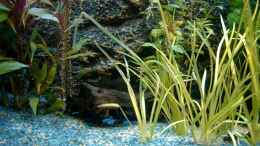 aquarium-von-hans-peter-kroeher-becken-3622_