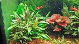 aquarium-von-seifert-daniel-becken-3630_