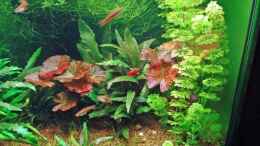 aquarium-von-seifert-daniel-becken-3630_