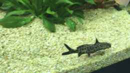 aquarium-von-aerbsli-amazonas-phantasie_Synodontis lucipinnis