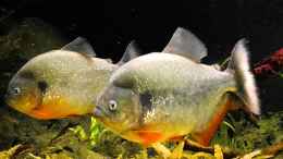 aquarium-von-cariba-piranha-habitat_Teenager mit ca 25 cm. 